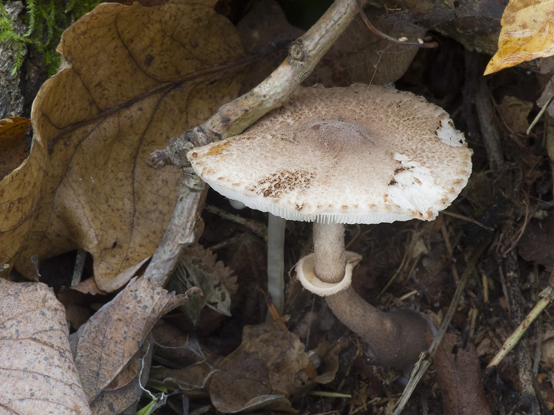 Leucoagaricus badhamii